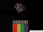 L_V20d4094 A16q37.1 R827 dM bd f4.JPG L_V20d4094 A16q37.1 R827 dM bd f4